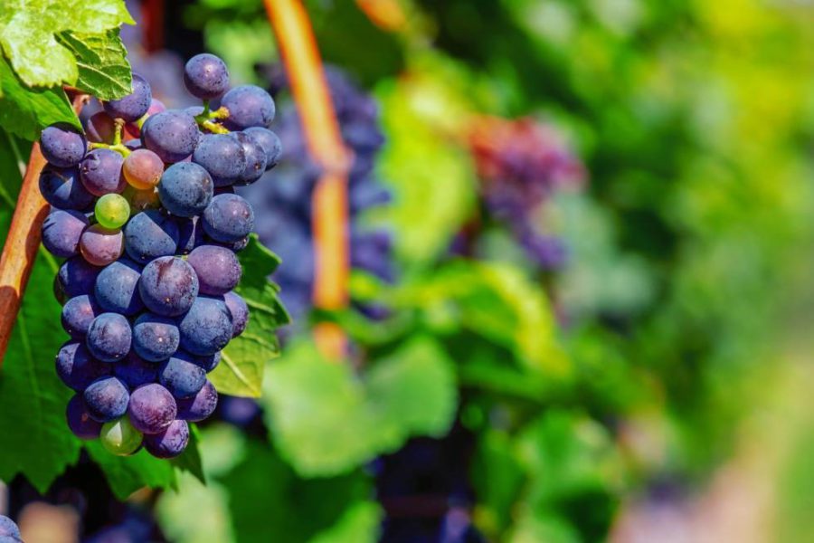 Guía de equipamiento básico para iniciarse en la elaboración de vino