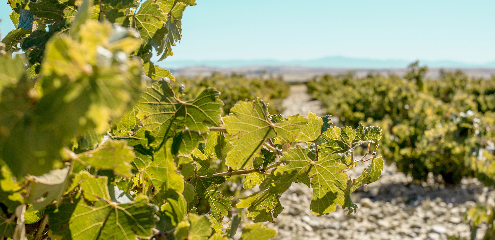 ¿Cómo afecta el cambio climático al sector del vino? Vendimia, sabor y otros aspectos.